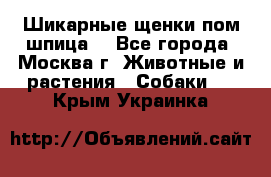 Шикарные щенки пом шпица  - Все города, Москва г. Животные и растения » Собаки   . Крым,Украинка